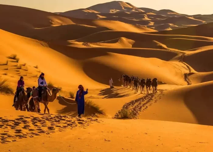 A group of travelers atop camels trek across the golden sand dunes of the Merzouga Desert, with the setting sun casting long shadows and painting the sky in warm hues, as part of a 3-Days Tour From Marrakech To Merzouga