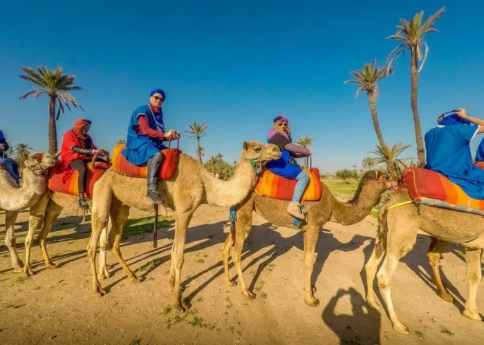 Sunset Camel Ride Tour In Marrakech Palm