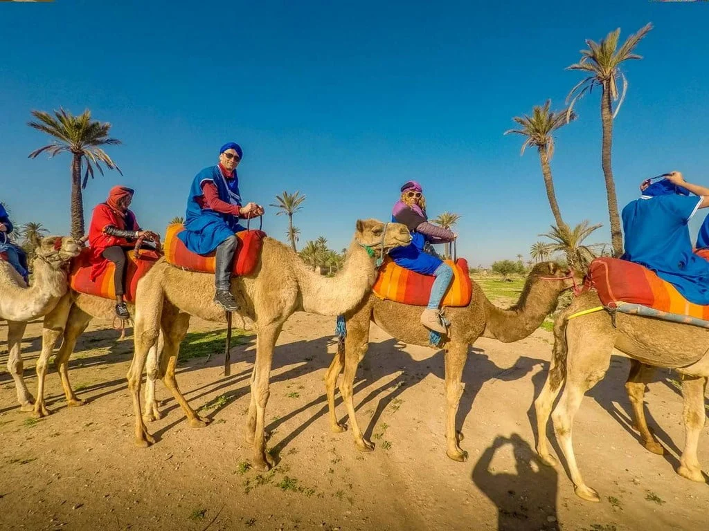 Discover the Culture of Marrakech: Camel Trekking