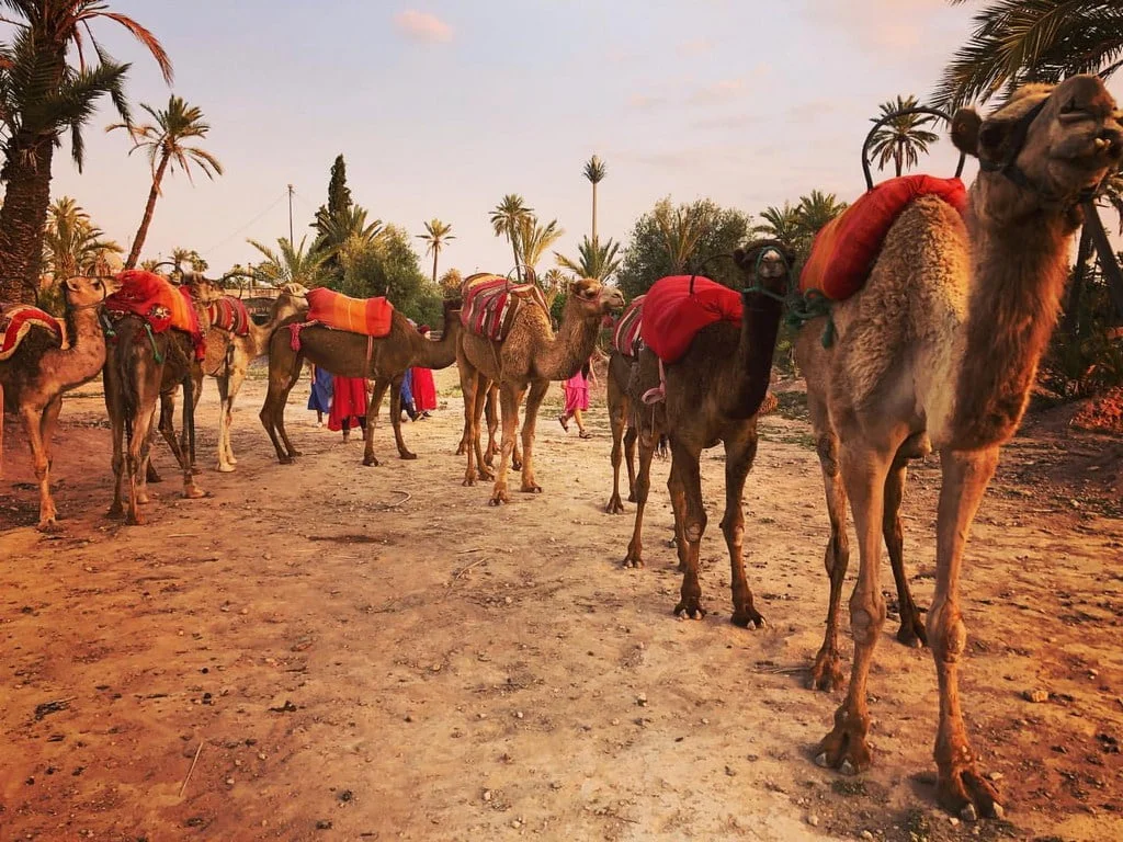 Excursion Camel Trekking: A Journey in Marrakech