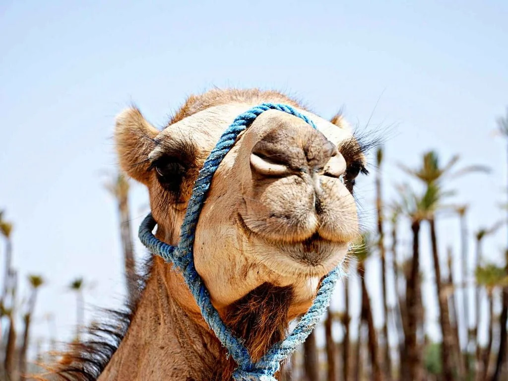 Biking Through Marrakech: A Camel Trekking Adventure