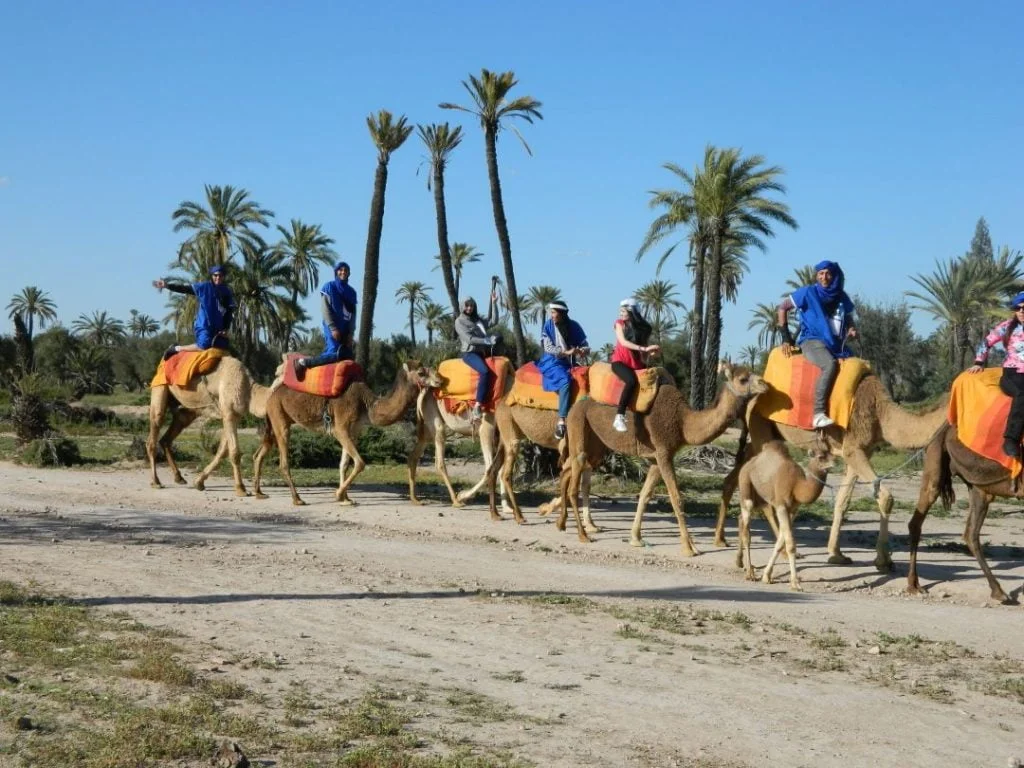 Excursion Highlights: Camel Trekking in Marrakech