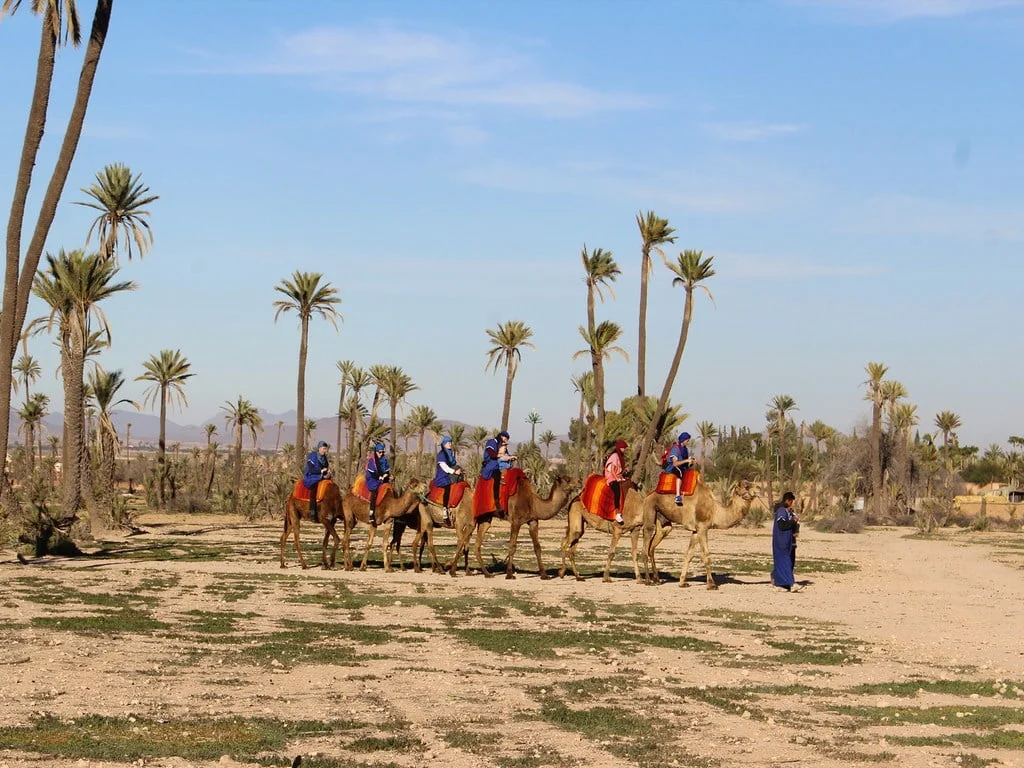 Scenic Camel Trekking Trails in Marrakech
