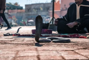 Marrakech Magic: 10 Must Fun Activities to do in Marrakech 1 People enjoying camel rides and exploring the bustling market in Marrakech, Morocco, with vibrant local culture and stunning architecture in the background.