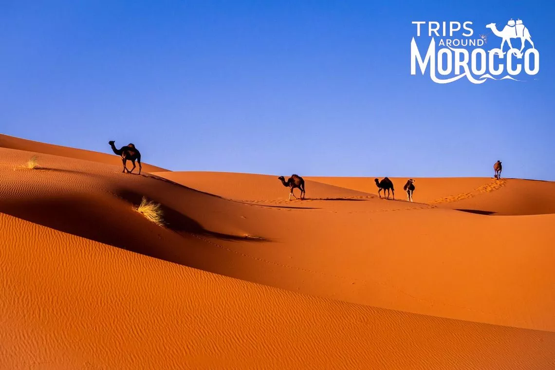 Unforgettable Journey 3 Day Trips from Marrakech to Merzouga